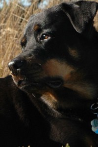 Photo of Jasmine the Rottweiler