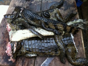 photo of headless alligator belen market peru