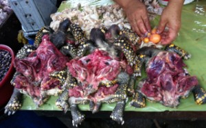 photo of turtles belen market peru